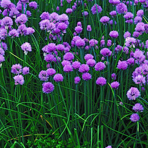 Blooming-chives Chives like full sun but can tolerate some shade. Plus they are a reliable perennial herb.
