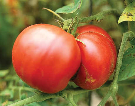 Hanging Tomato Waiting for your tomatoes to ripen can try anyone's patience.
