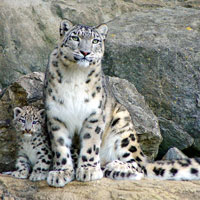 Snow Leopard A mother snow leopard and her cub. Will OS X Snow Leopard continue Apple's market share growth?